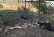 हिंस्त्र श्वापदाचा धुमाकूळ : सात शेळ्यांचा पाडला फडशा, डोंगर पिंपळा परिसरात दहशत