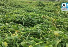 अंबाजोगाई तालुक्यात पावसाचा तडाखा : गहू पिकांचे मोठे नुकसान, वाचा…!