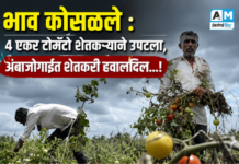 भाव कोसळले : 4 एकर टोमॅटो शेतकऱ्याने उपटला, अंबाजोगाईत शेतकरी हवालदिल…!