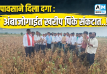 पावसाने दिला दगा : अंबाजोगाईत खरीप पिके संकटात..!
