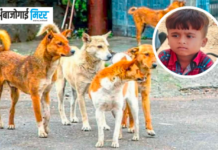 मोकाट श्वानांच्या हल्ल्यात जखमी सहा वर्षीय बालकाचा मृत्यू : अंबाजोगाईत हळहळ…!